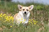 CORGI PEMBROKE 390